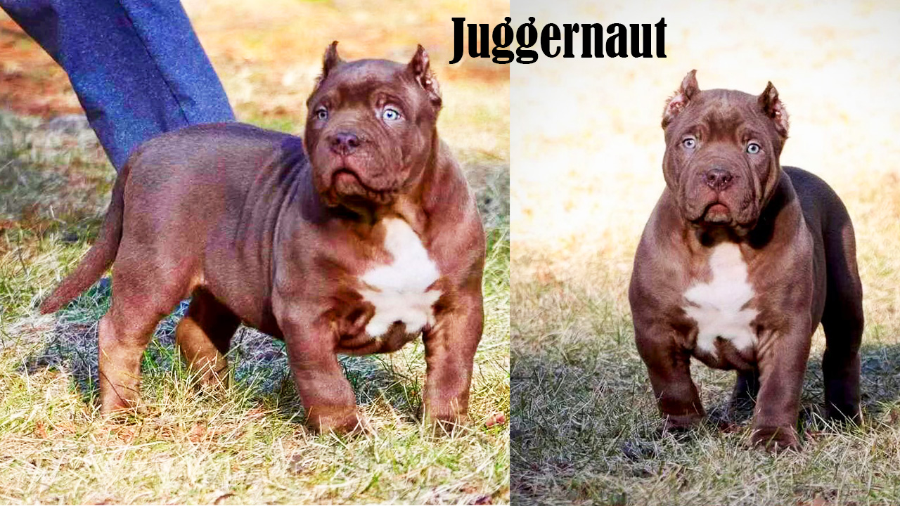 Dog Featured Image