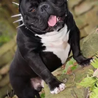Apex Predator of Hugo’s Bullies