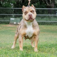 Humboldt Elite Bullies Iris