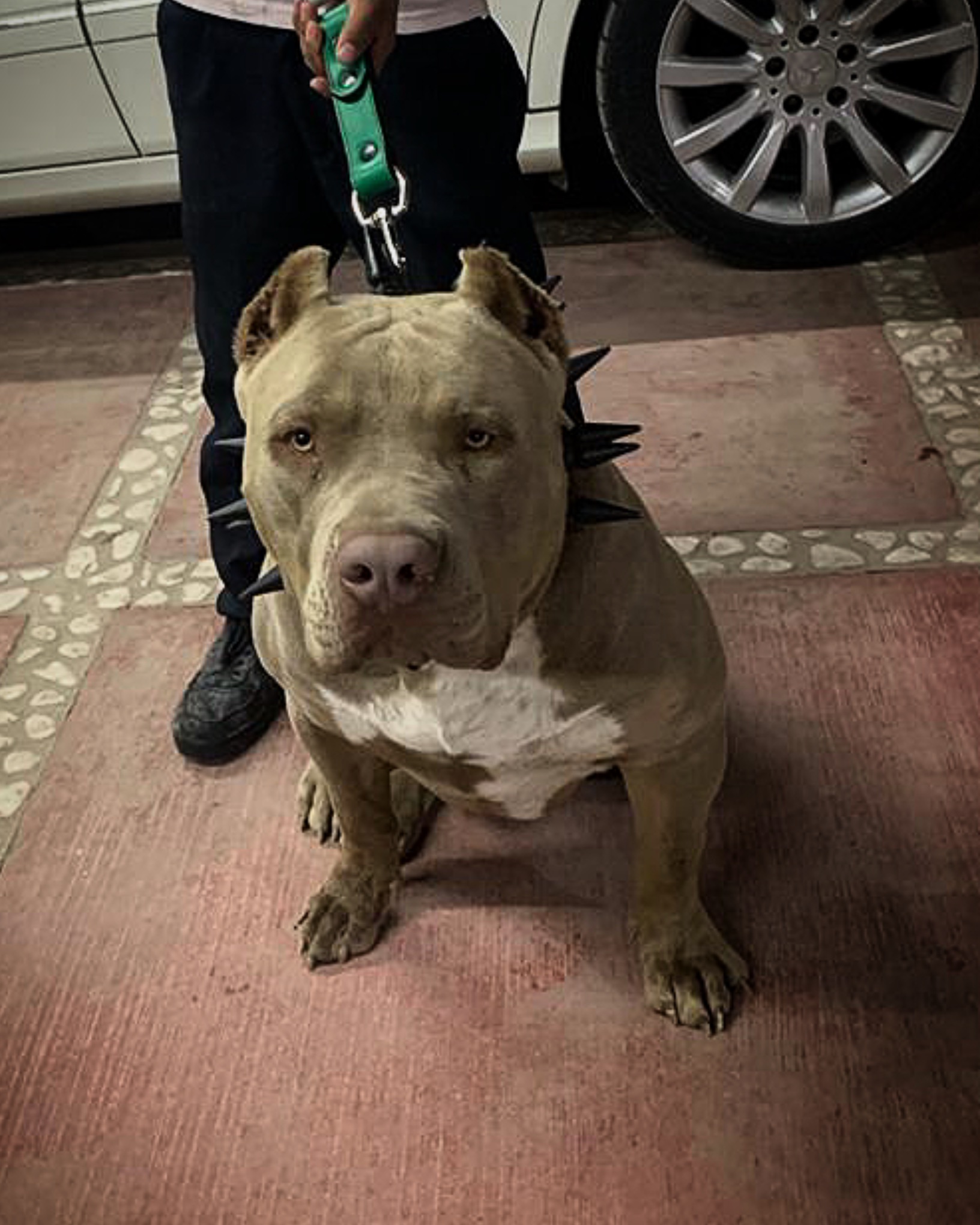 Dog Featured Image
