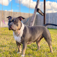 Guerra Bullies Stormi