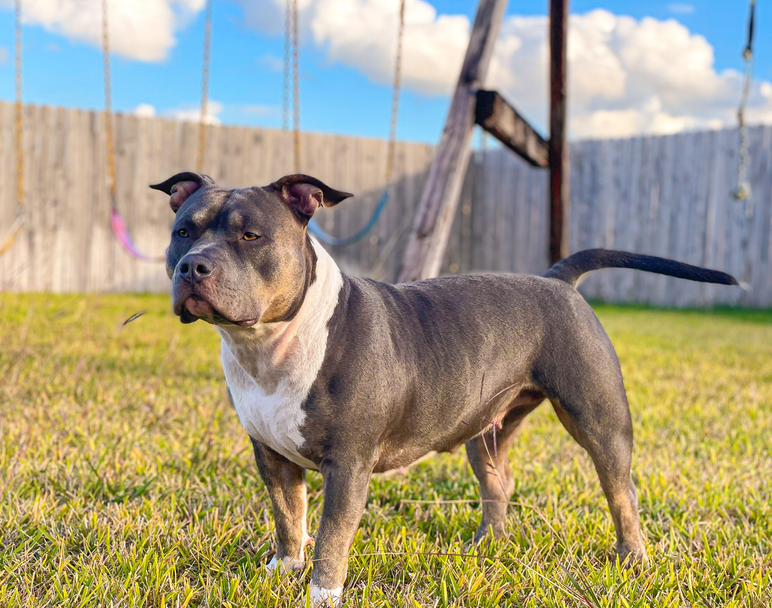 Dog Featured Image