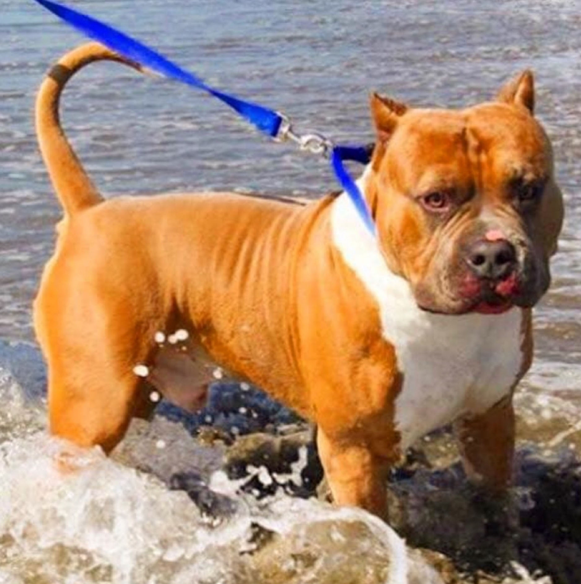Dog Featured Image