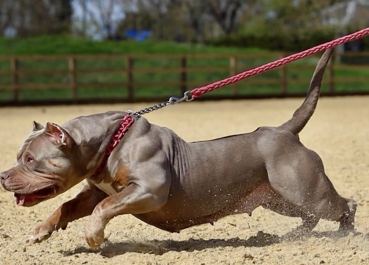 Dog Featured Image