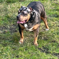 Dog Featured Image