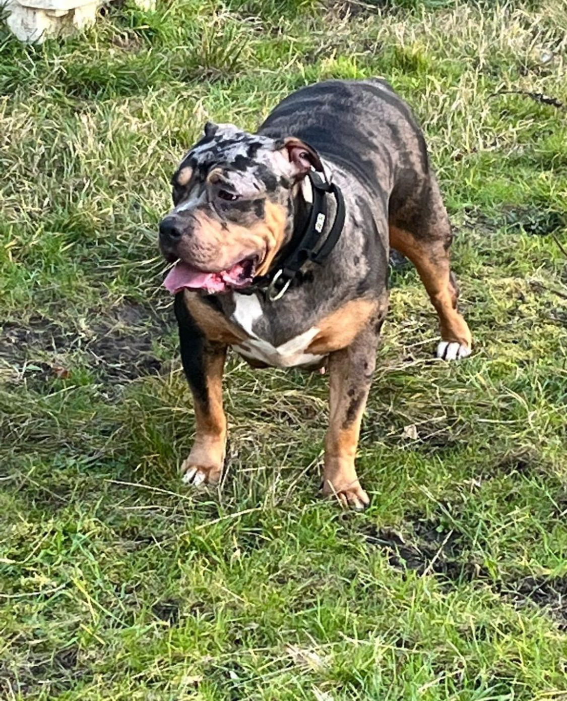 Dog Featured Image