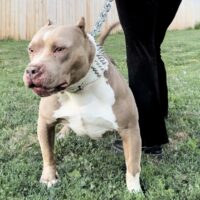 ERP’s “Tommy Boy” of Caliber Kennels