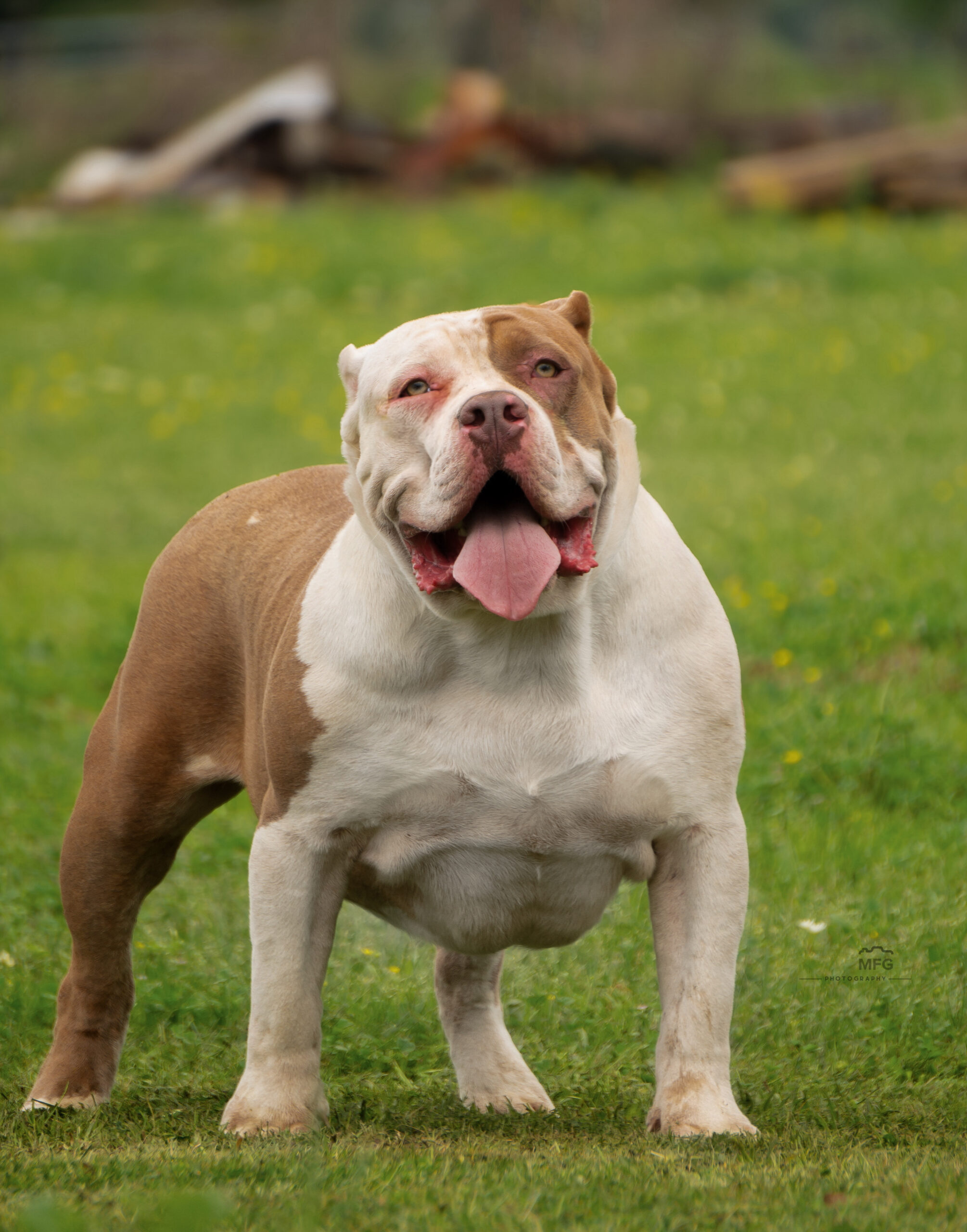 Dog Featured Image