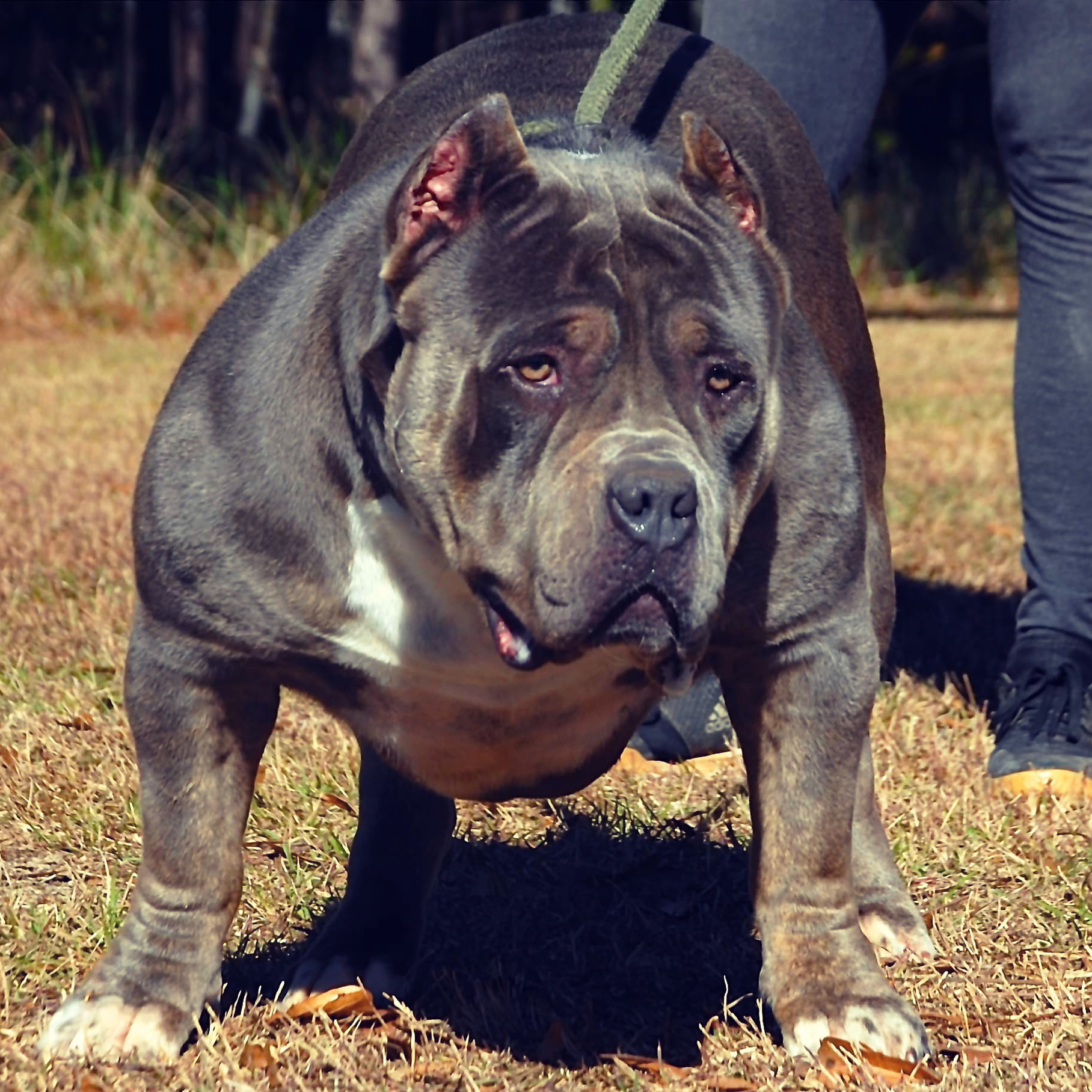 Dog Featured Image