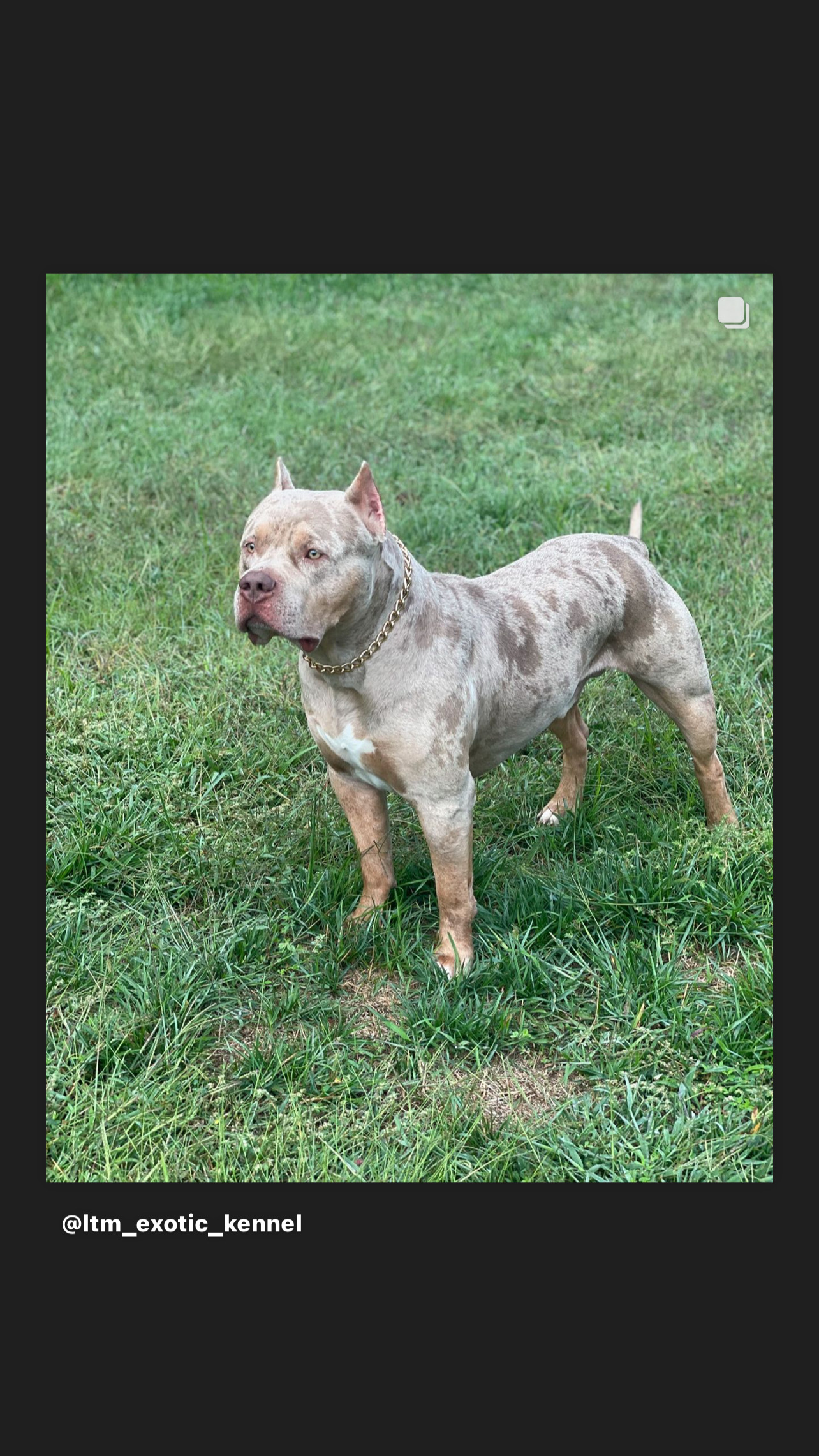 Additional Dog Image
