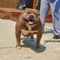 Dog Featured Image