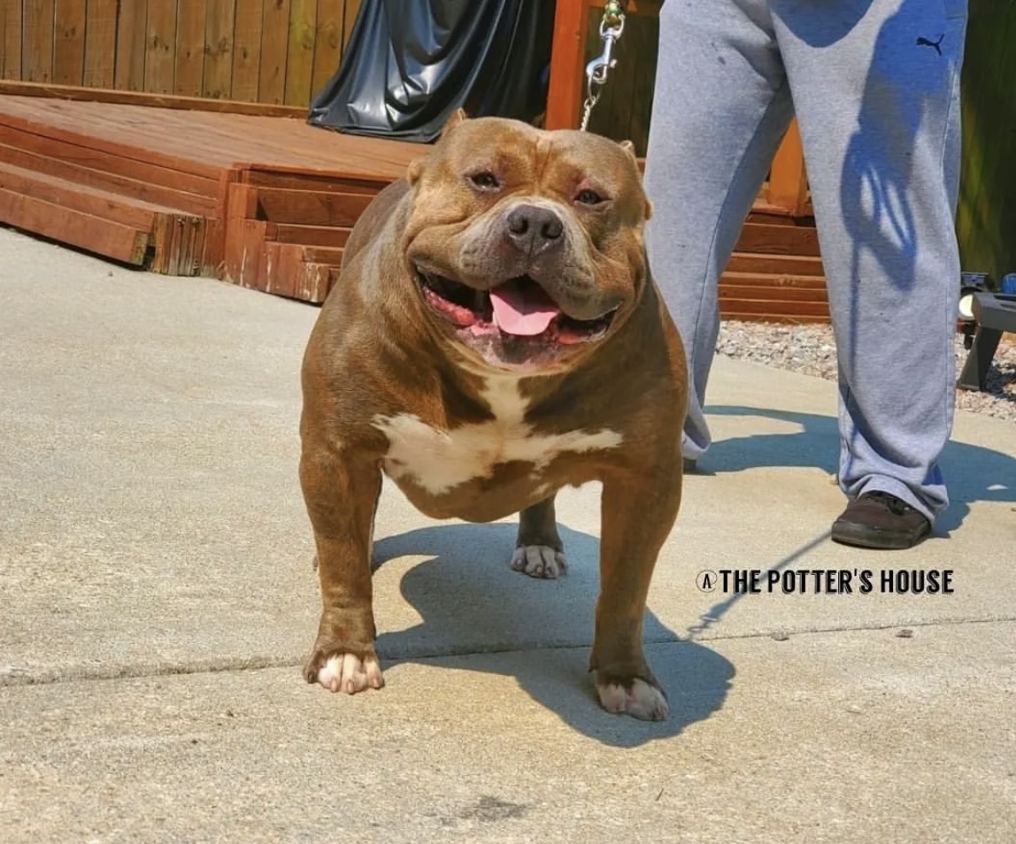 Dog Featured Image