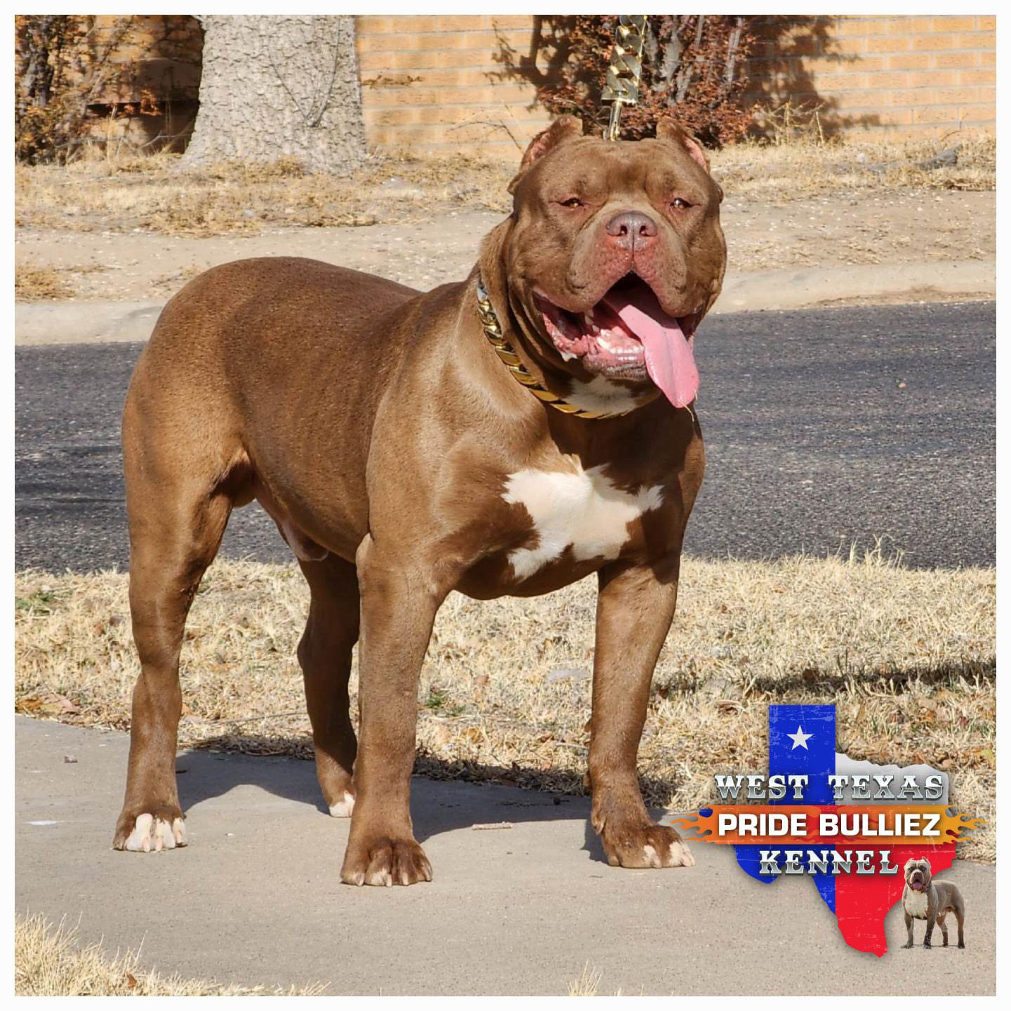 Dog Featured Image