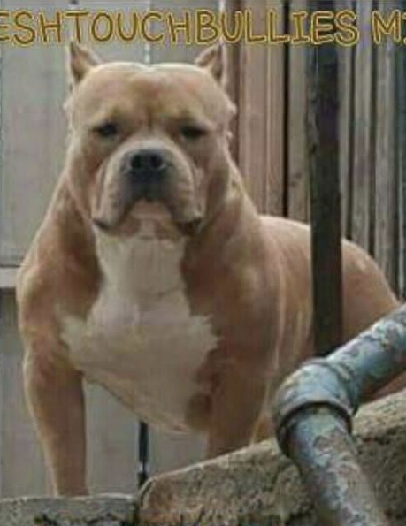 Dog Featured Image