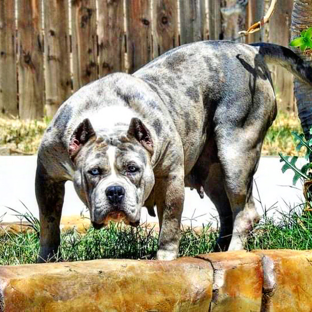 Dog Featured Image