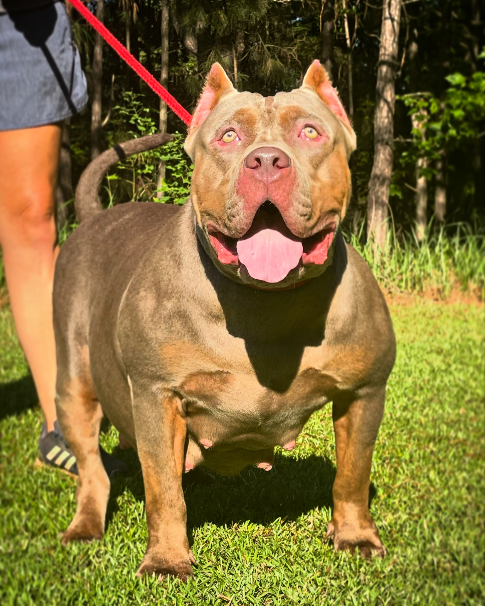 Dog Featured Image