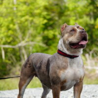 Bossy’s Luna