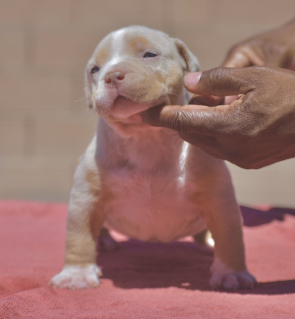 Dog Featured Image