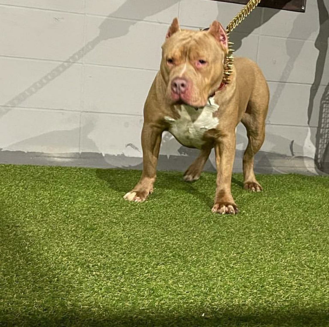 Dog Featured Image