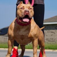 B&E Lola