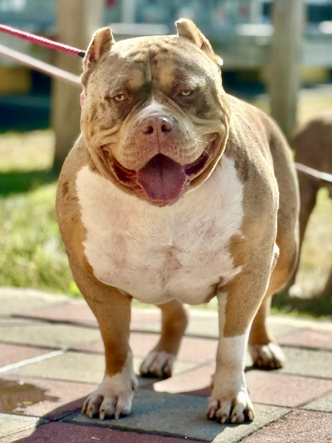 Dog Featured Image