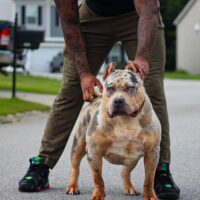 B&E khaleesi