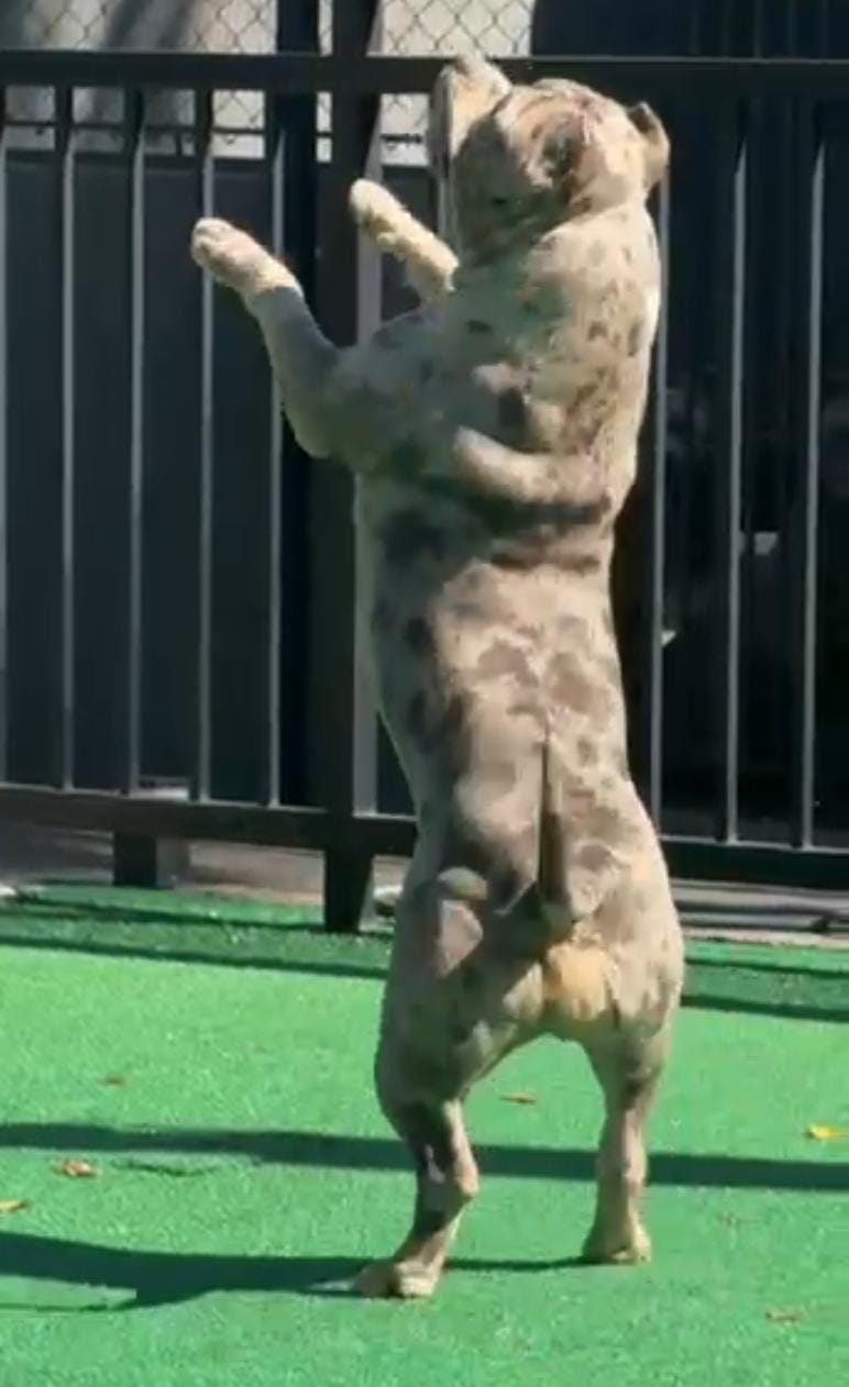 Dog Featured Image
