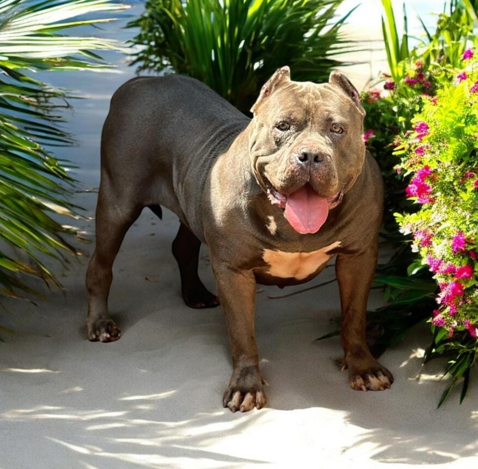 Dog Featured Image