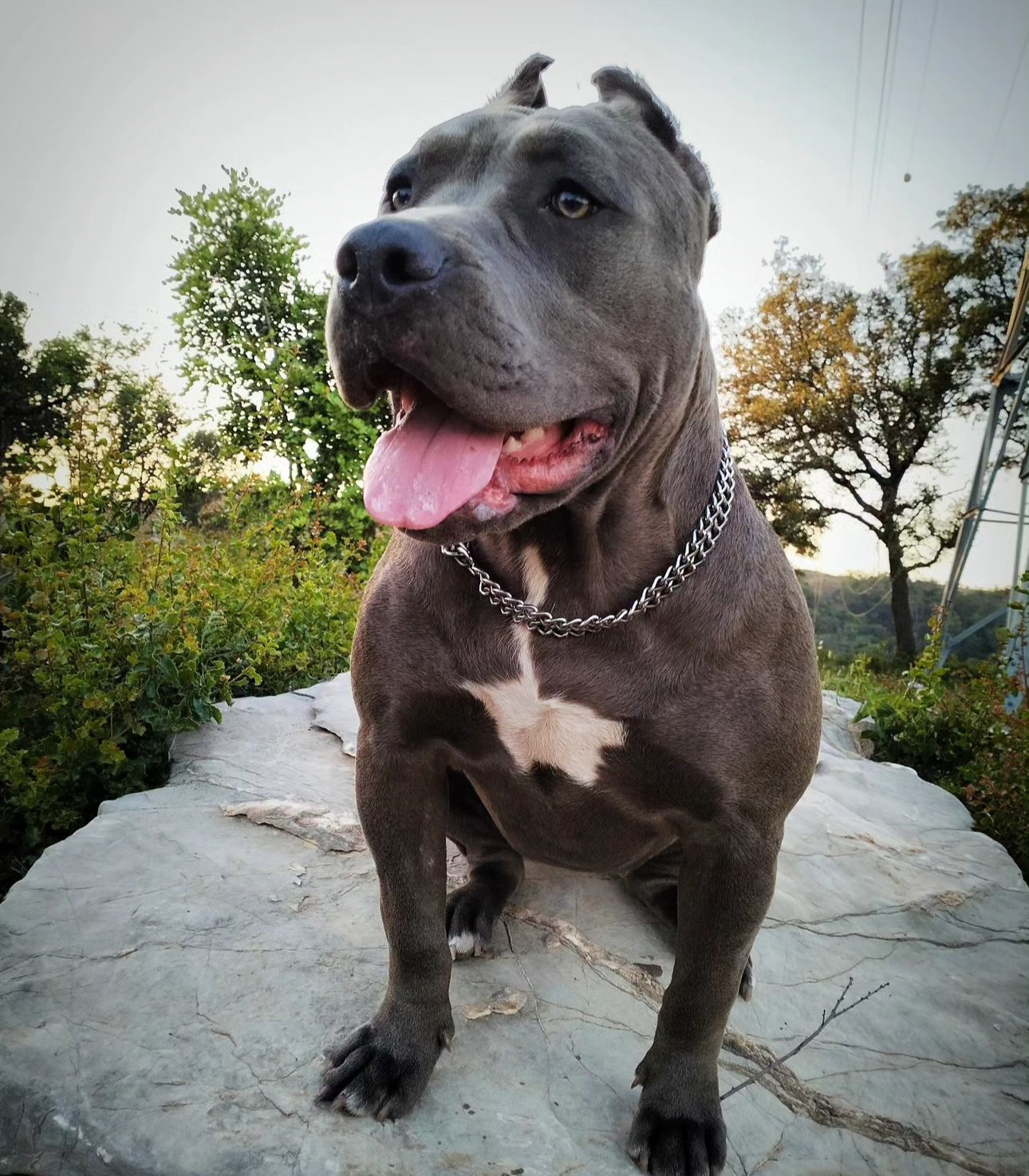Dog Featured Image