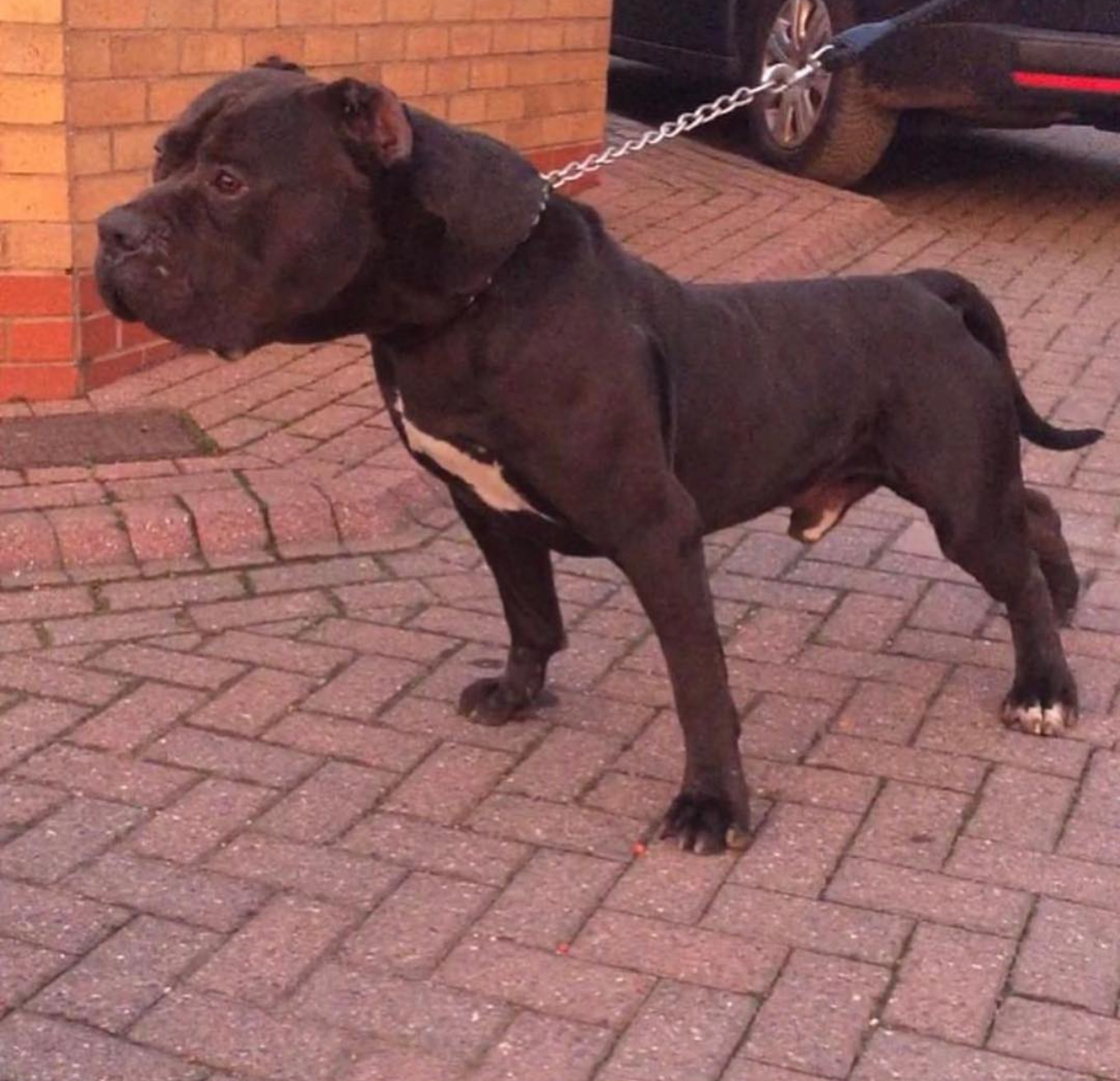 Dog Featured Image