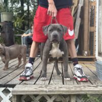 Dog Featured Image