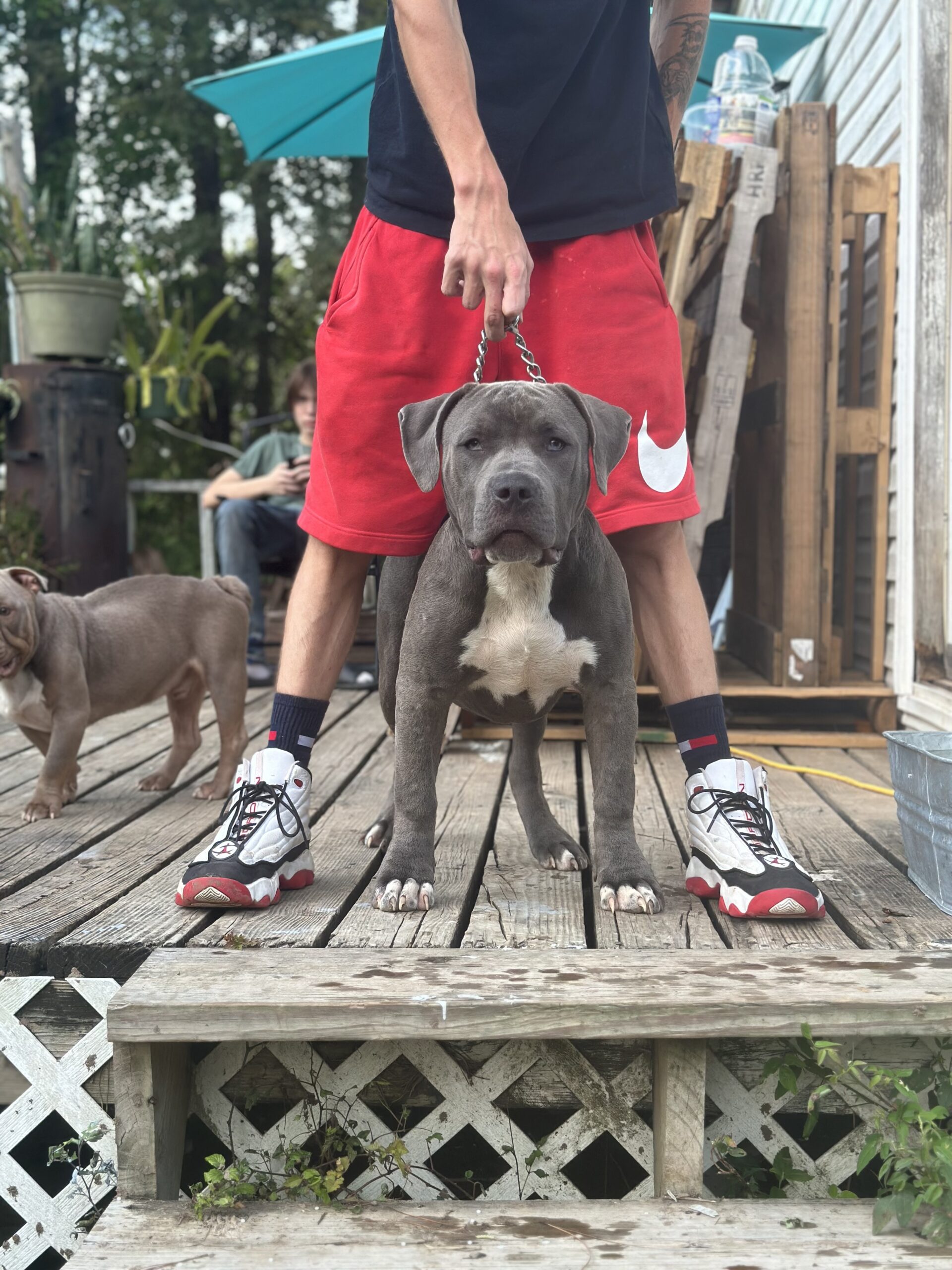 Dog Featured Image