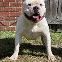 Dog Featured Image