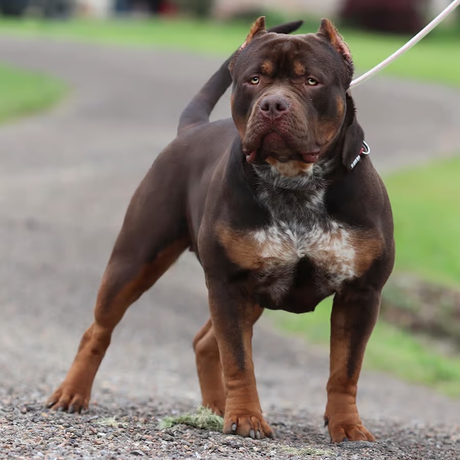 Dog Featured Image