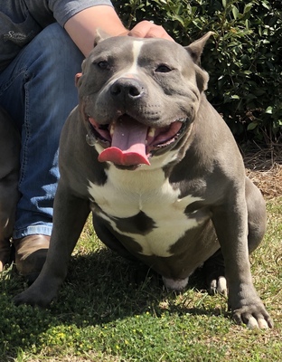 Dog Featured Image
