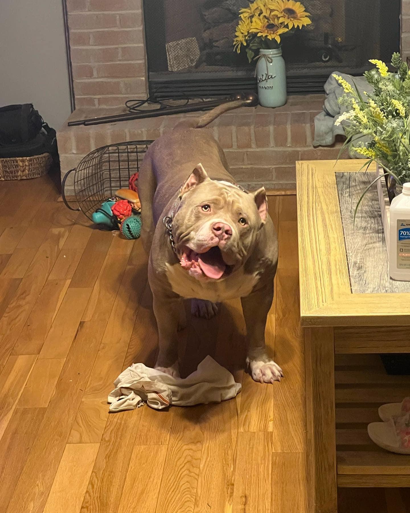 Dog Featured Image