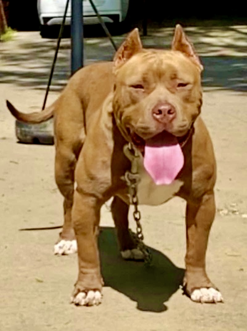 Dog Featured Image