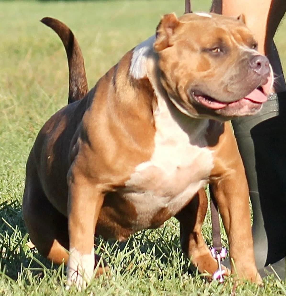 Dog Featured Image