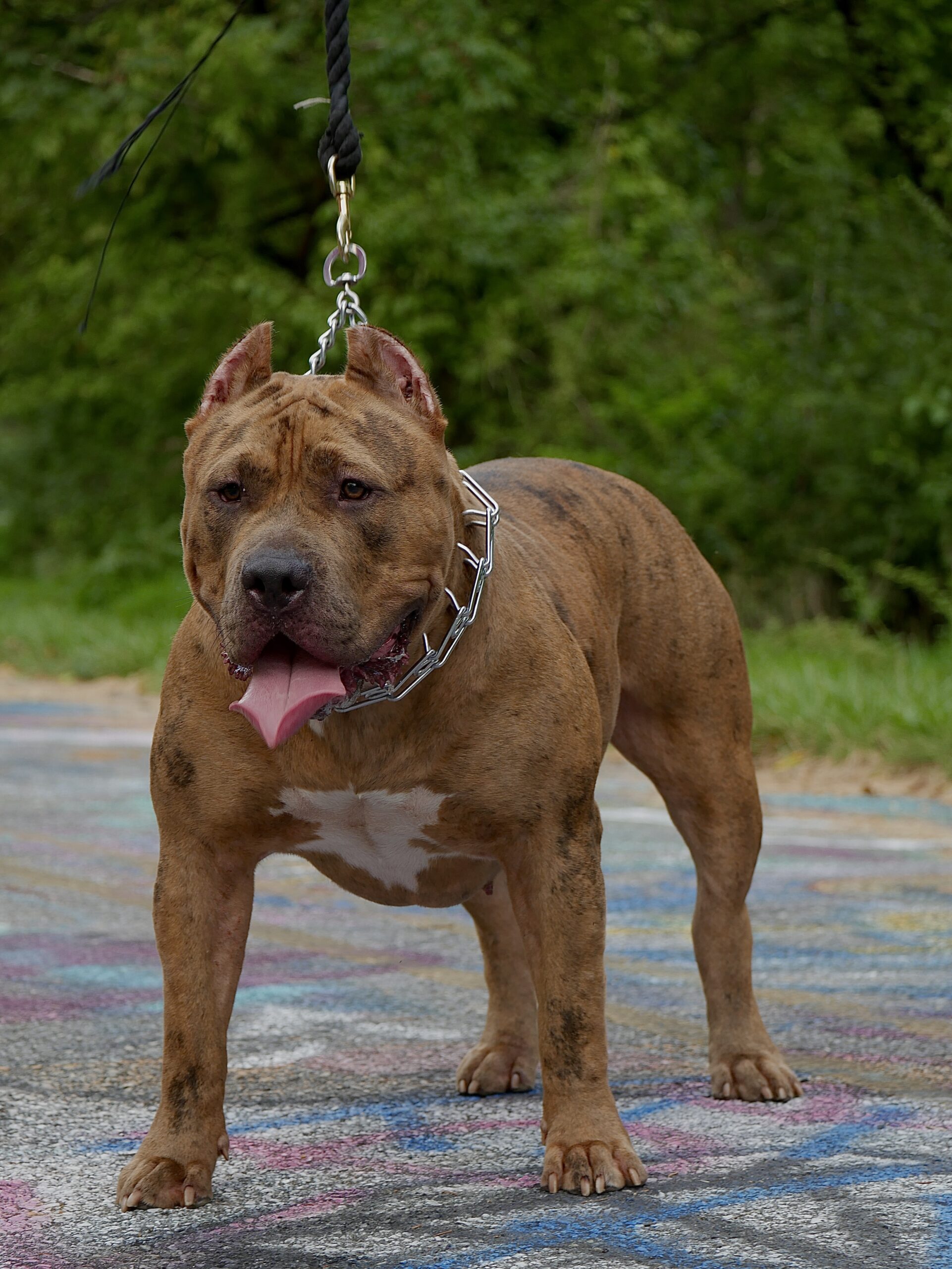 Dog Featured Image