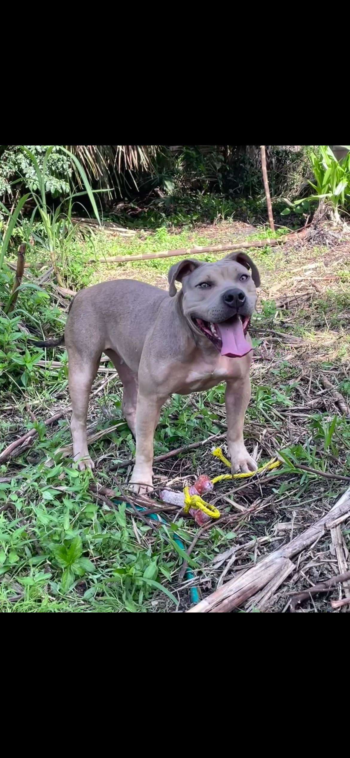 Dog Featured Image