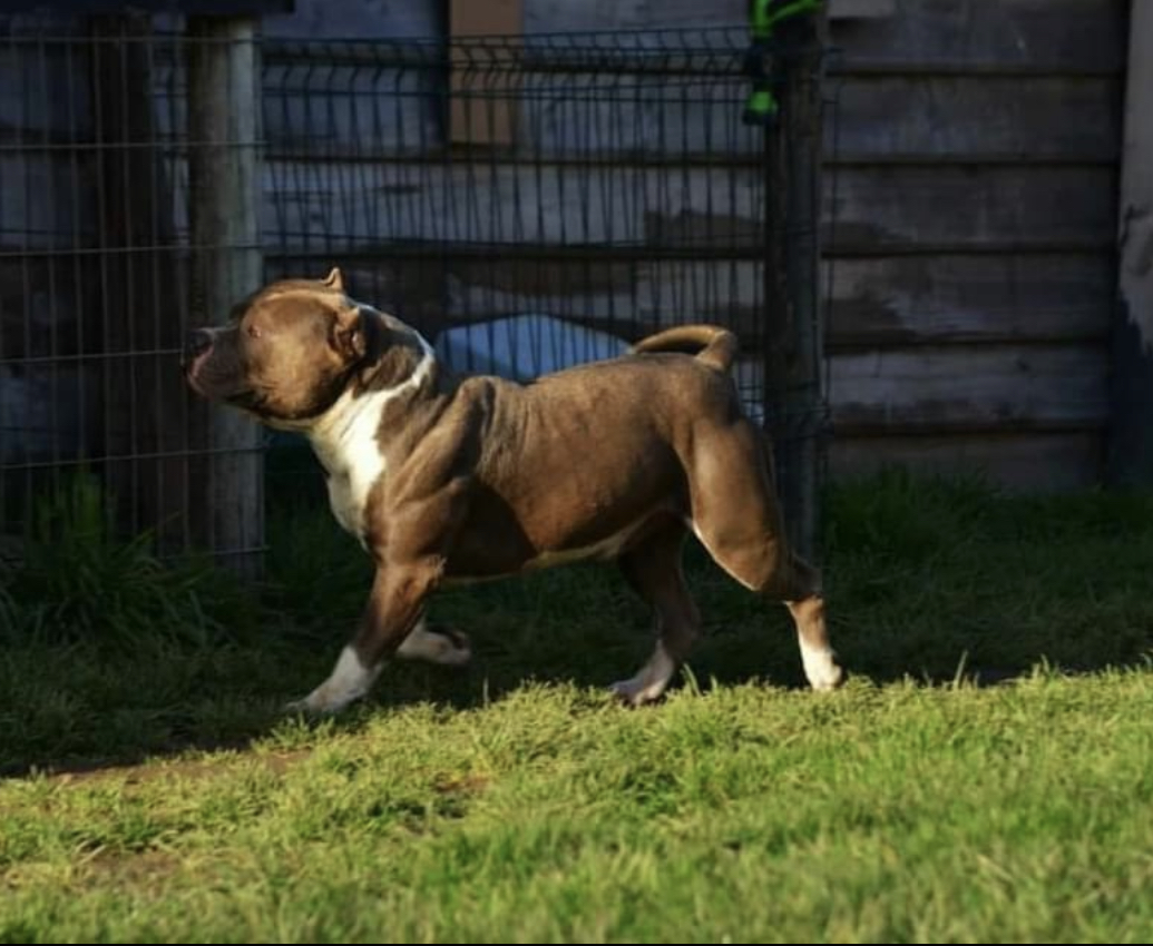 Dog Featured Image