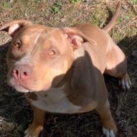 Xiana of 2elitebullies