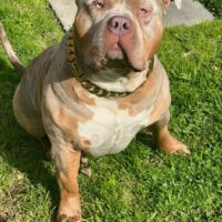 Dog Featured Image