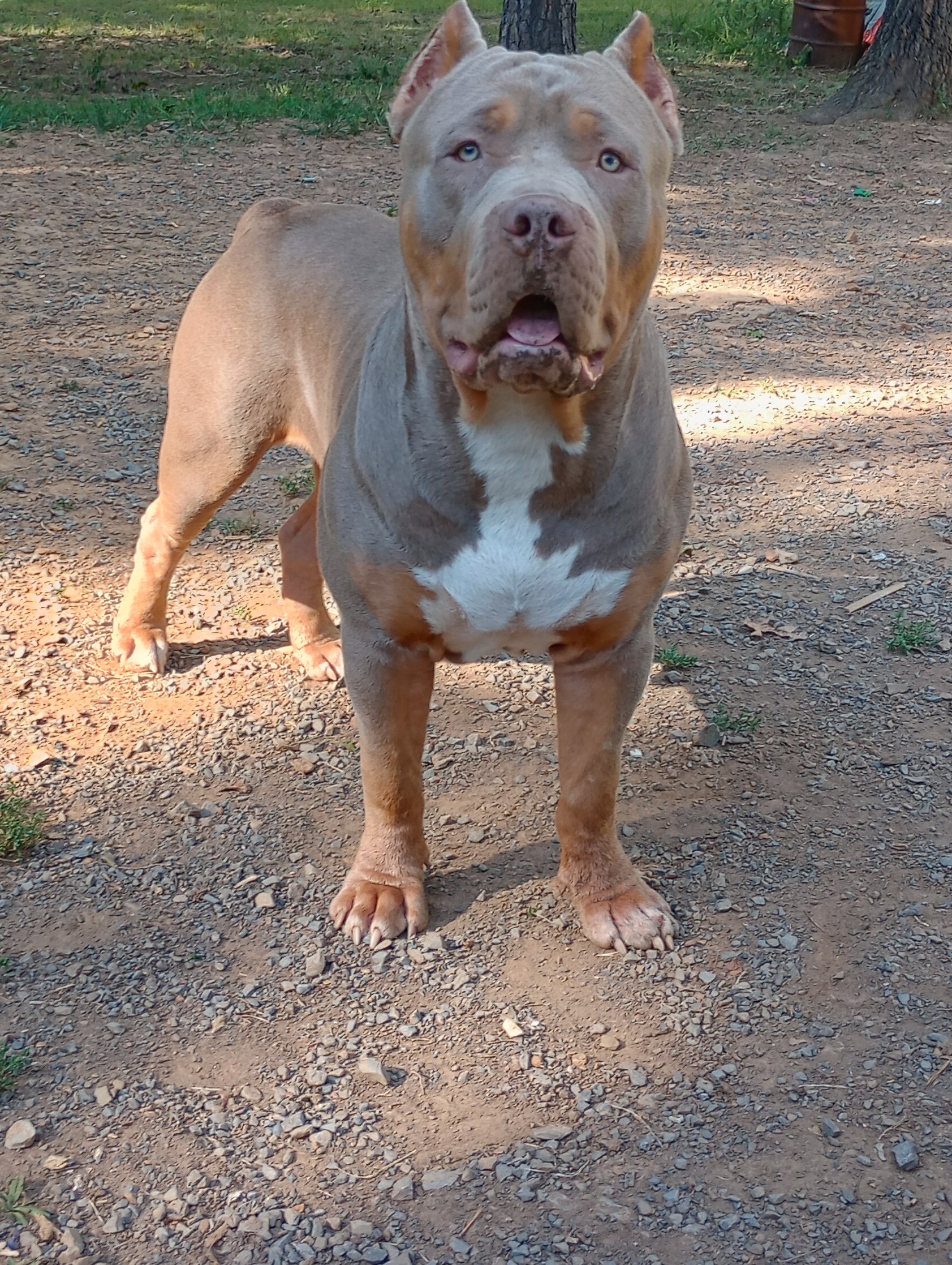 Dog Featured Image