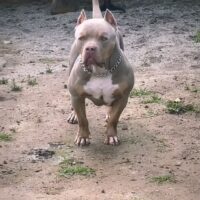 Dog Featured Image