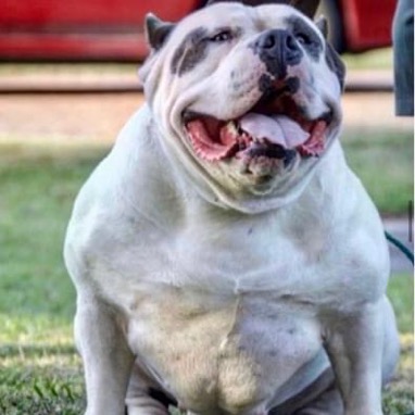 Dog Featured Image