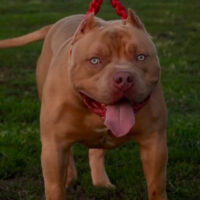 Culture Kennels PayBack