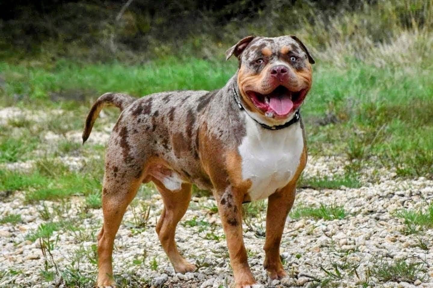 Dog Featured Image
