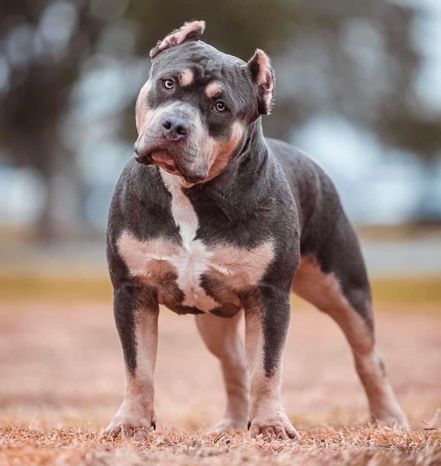 Dog Featured Image