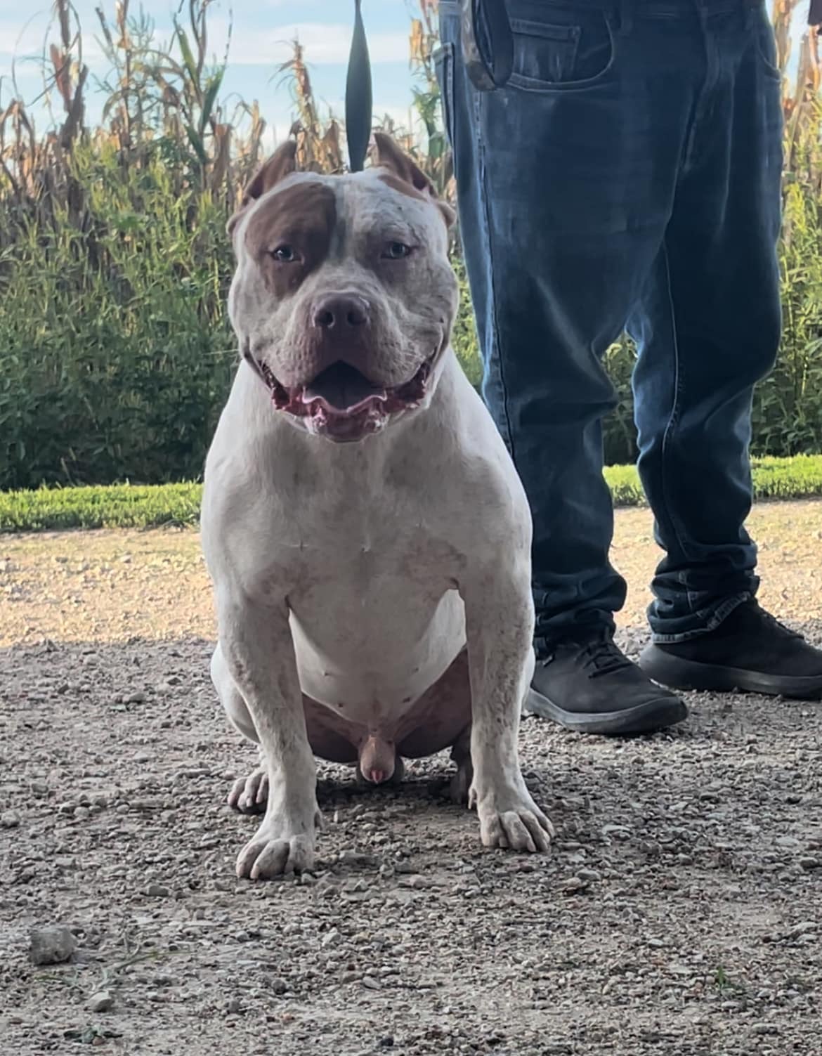 Dog Featured Image
